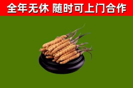 渭南烟酒回收冬虫夏草.jpg